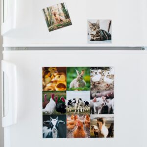 Custom Photo Magnets (Set of 6)